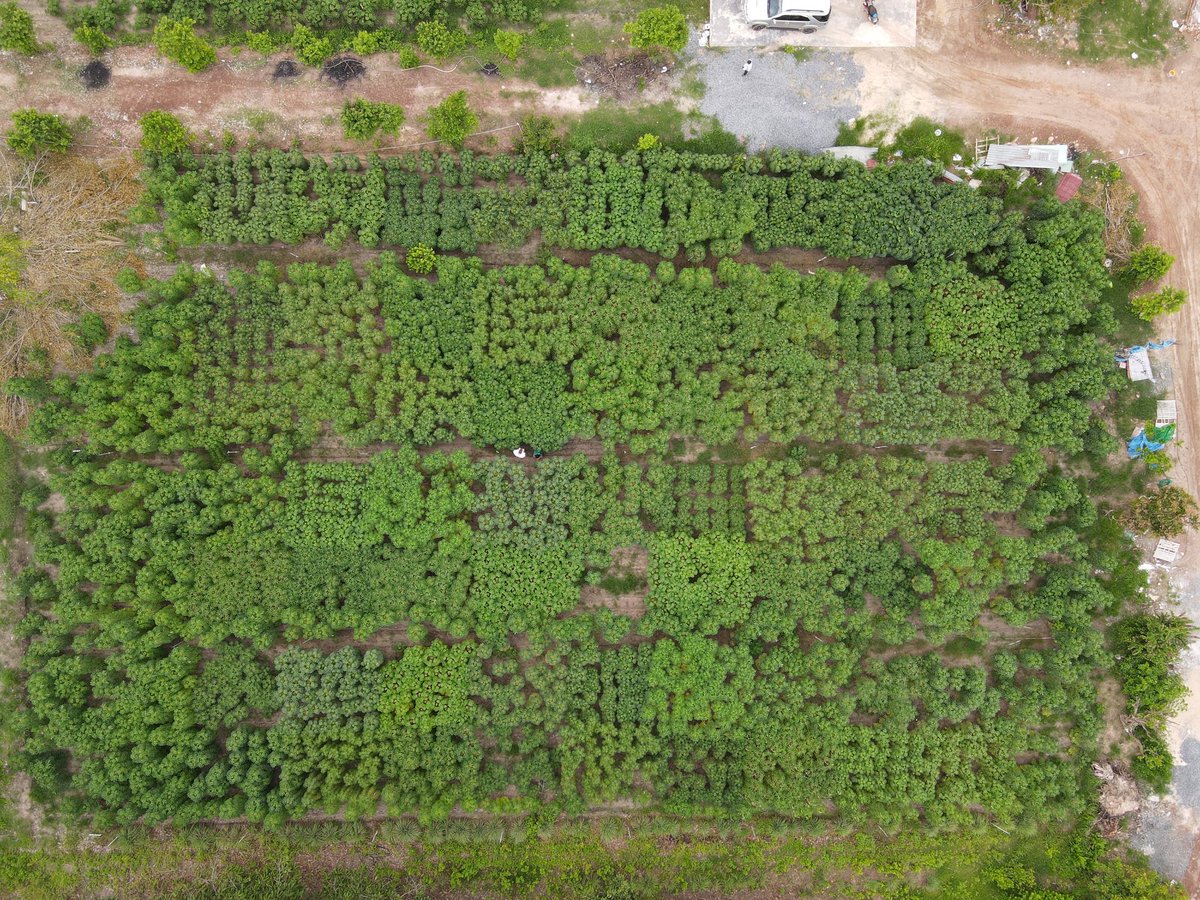 jononewby's tweet image. Advanced (AYT) and preliminary (PYT) yield trials in #TayNinh Province introduce #cassava clones to severe #CMD pressure in the target 🎯 environment. #HLARC #VAAS #IAS

@BiovIntCIAT_eng @ACIARAustralia @AusAmbVN @CGIARgenetic