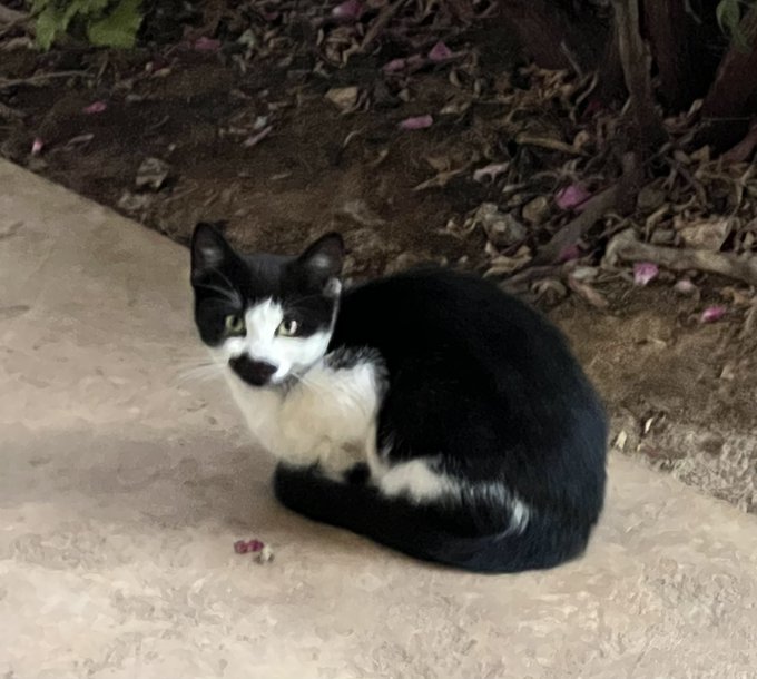Well&hellip;. The inevitable has happened. Domino has 4 siblings. Two tuxedos showed up a few days ago. One