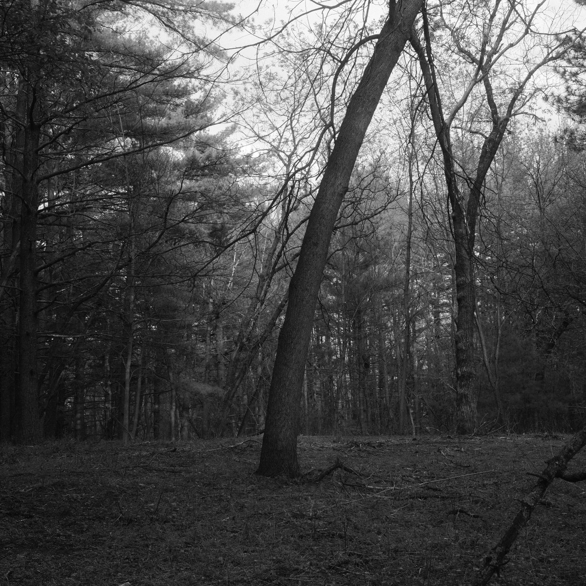 firsthandtweets's tweet photo. Photos made with my Fuji #x100vi https://t.co/93yndDc7gX