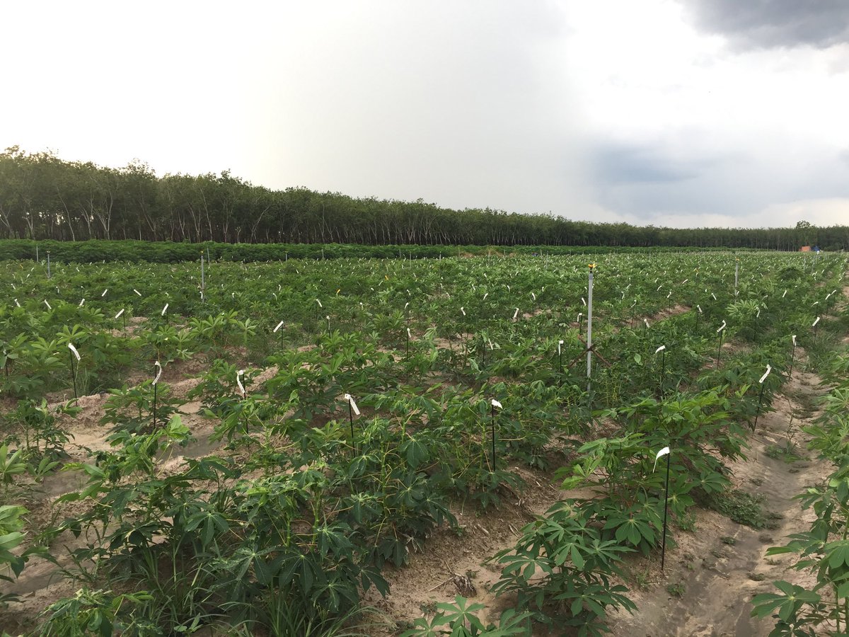 jononewby's tweet image. Hundreds of #cassava clones evaluated in #TayNinh Province, Vietnam 🇻🇳 at the F1C1 stage. Progressing through the pipeline and shared with National and industry partners in 🇱🇦 🇰🇭 🇻🇳 🇮🇩 for regional evaluation.

@BiovIntCIAT_eng @CGIARgenetic @CGIAR @ACIARAustralia @AusAmbVN