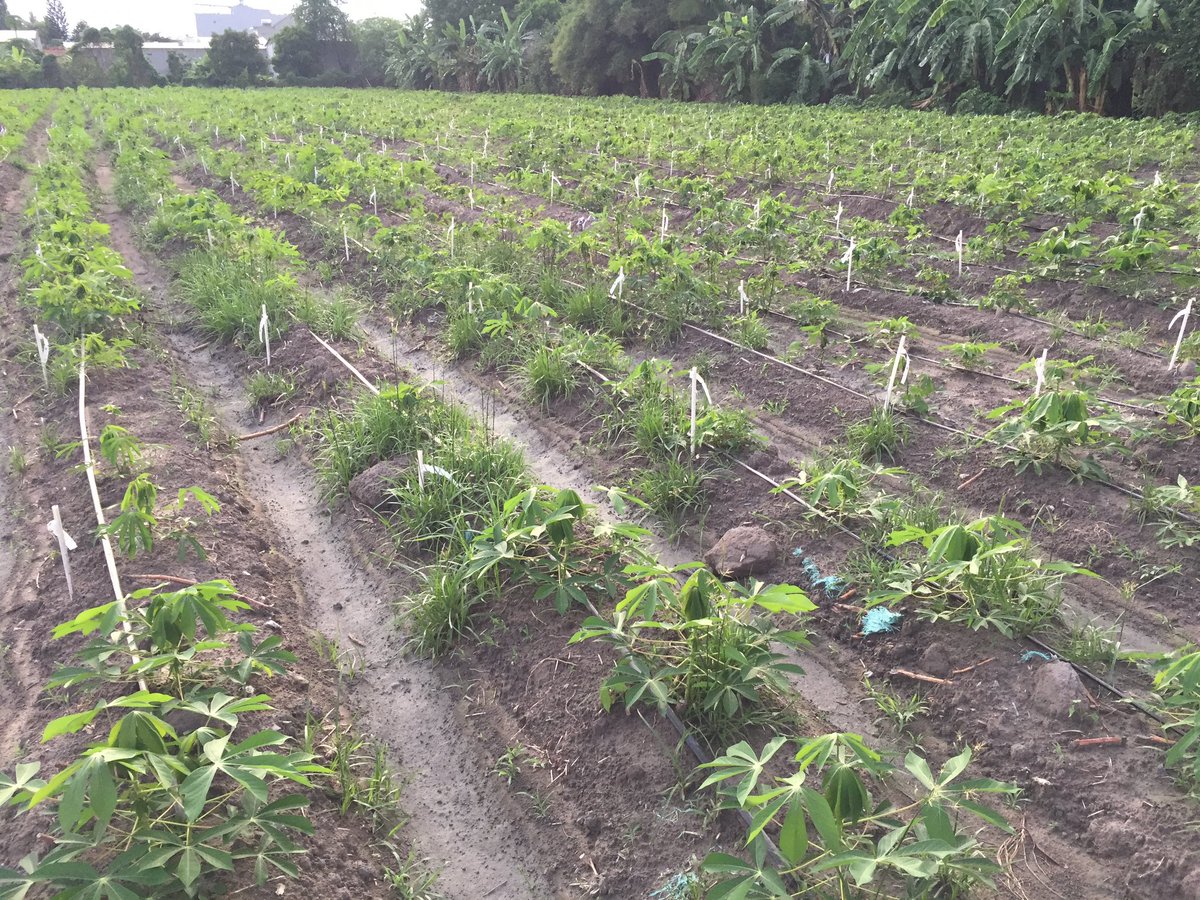 jononewby's tweet image. Hundreds of #cassava clones evaluated in #TayNinh Province, Vietnam 🇻🇳 at the F1C1 stage. Progressing through the pipeline and shared with National and industry partners in 🇱🇦 🇰🇭 🇻🇳 🇮🇩 for regional evaluation.

@BiovIntCIAT_eng @CGIARgenetic @CGIAR @ACIARAustralia @AusAmbVN