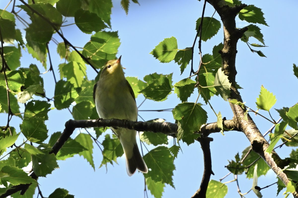 Wood Warbler New Forest