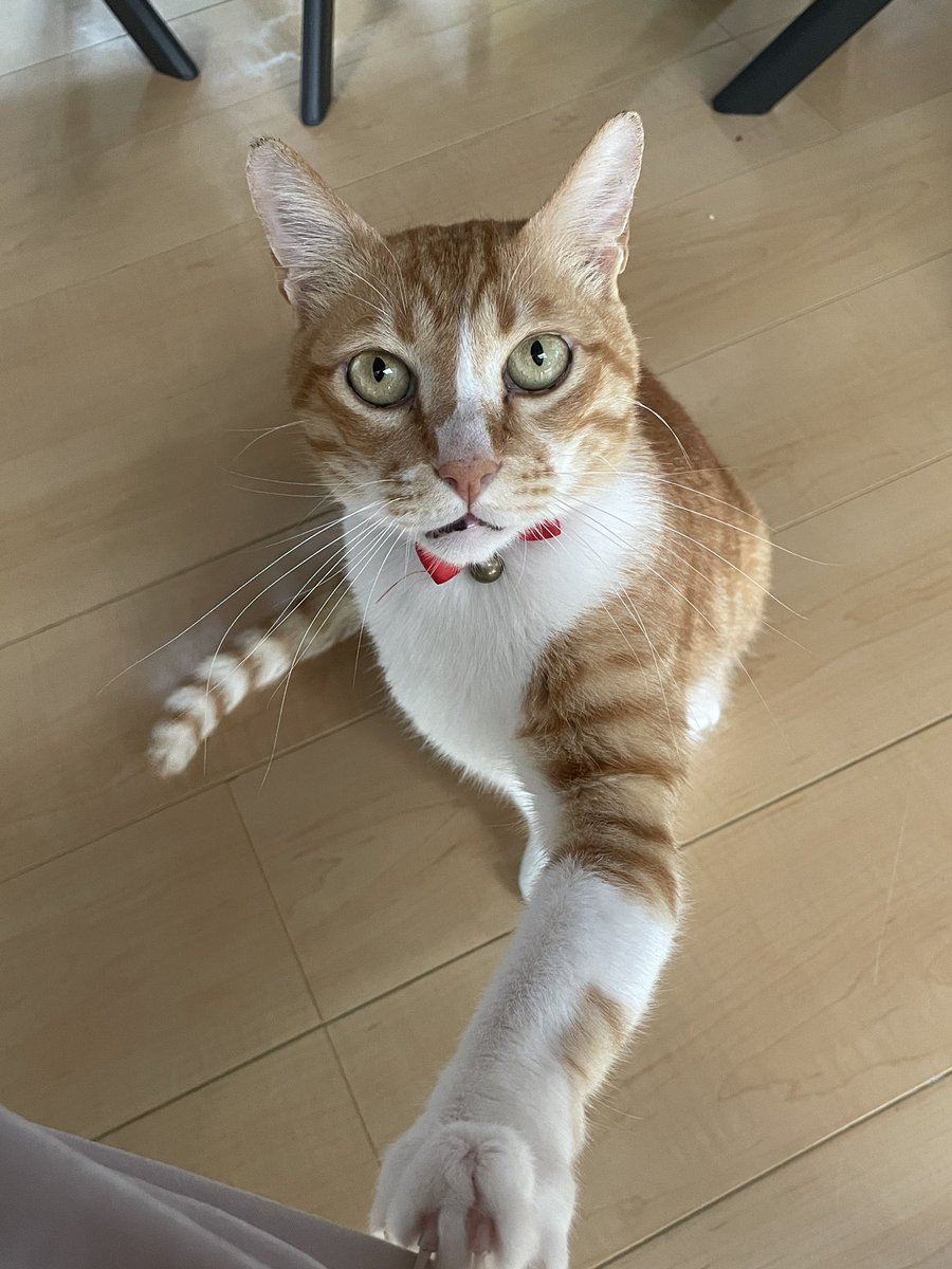 Hiiponoki's tweet photo. おやつを催促レオくん😸
何か美味いのくれにゃ〜って言いそう https://t.co/phOK4HiMuJ