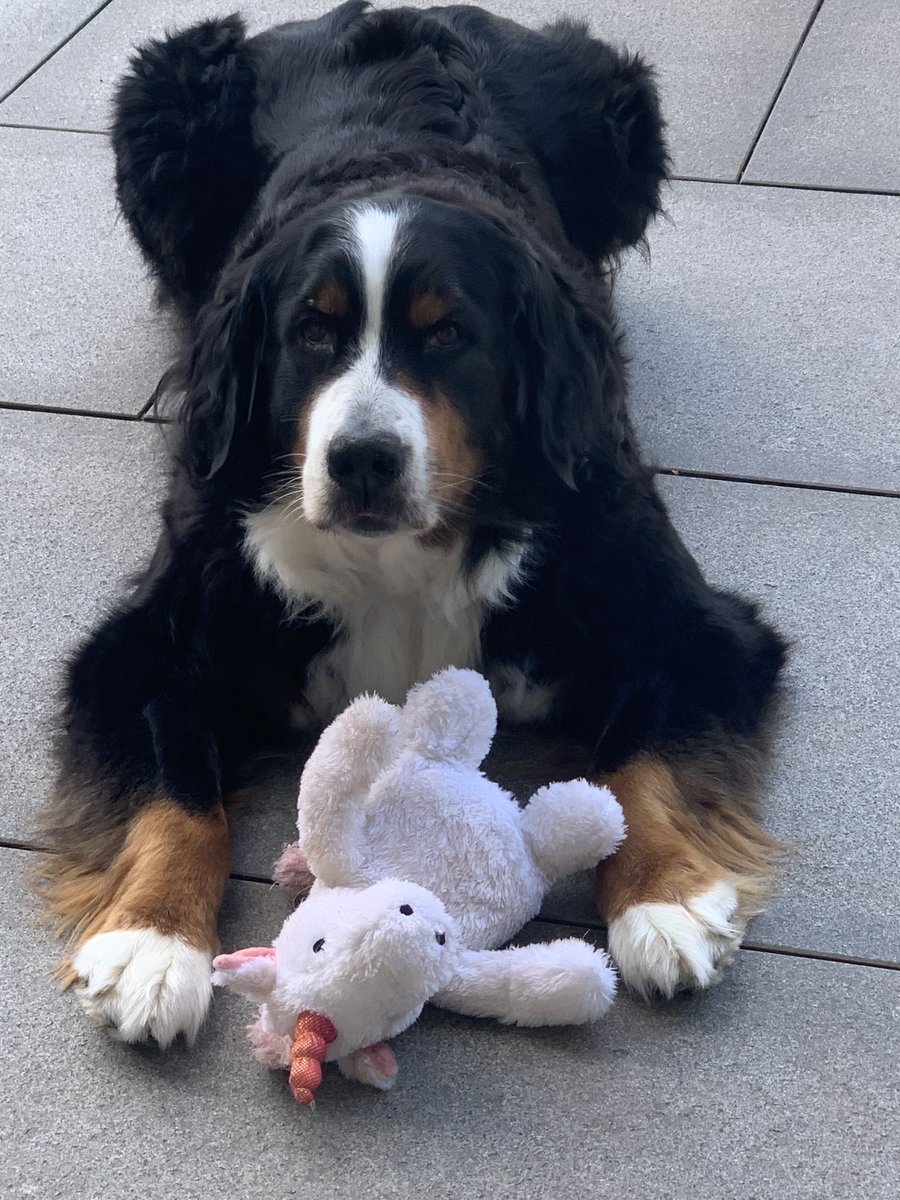 SabineRausch7's tweet photo. 🥰 Emmi ❤️ https://t.co/2xW5rBmBGI