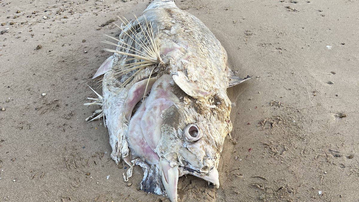 Paco Piniella tweet media