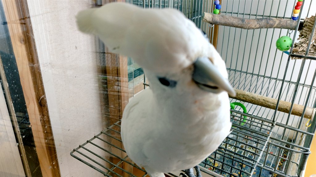 お姫様みたいに可愛いねとお客様から言われたよ🎵
良かったね  ソロちゃん
#ソロモンオウム