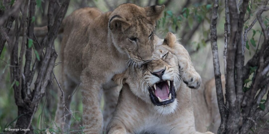 Love lions? Could you walk or run 23,000 steps in a day to protect them (one step for each lion left in the wild)? 🦁 This August put your best foot forward and join us for Walk on the Wild Side! Sign-up today for your FREE fundraising pack! ⬇️ register.enthuse.com/ps/event/Walko…