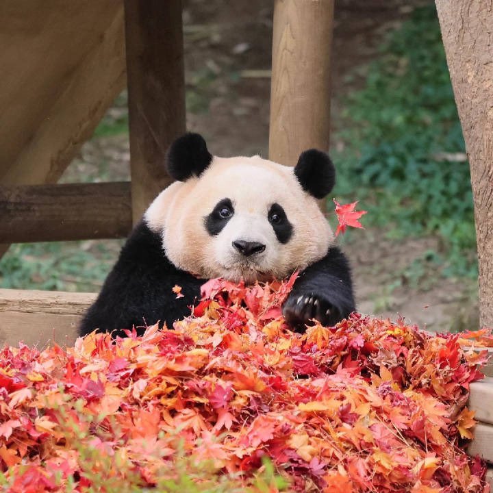 coffeeh13476295's tweet photo. #SaveFubao 서명완료 https://t.co/3k3XAouLWB