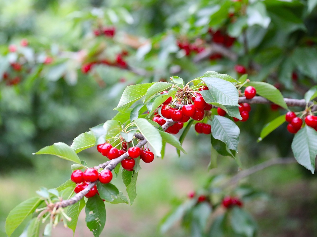 DailyBeijing's tweet photo. Shunyi district is one of the main cherry producing areas in Beijing, with high quality soil fertility suitable for cherry growth, resulting in "Shunyi cherry" with thick flesh, juicy, and sweet characteristics. #Beijing #Shunyi #cherry https://t.co/EO4TuV1eiL