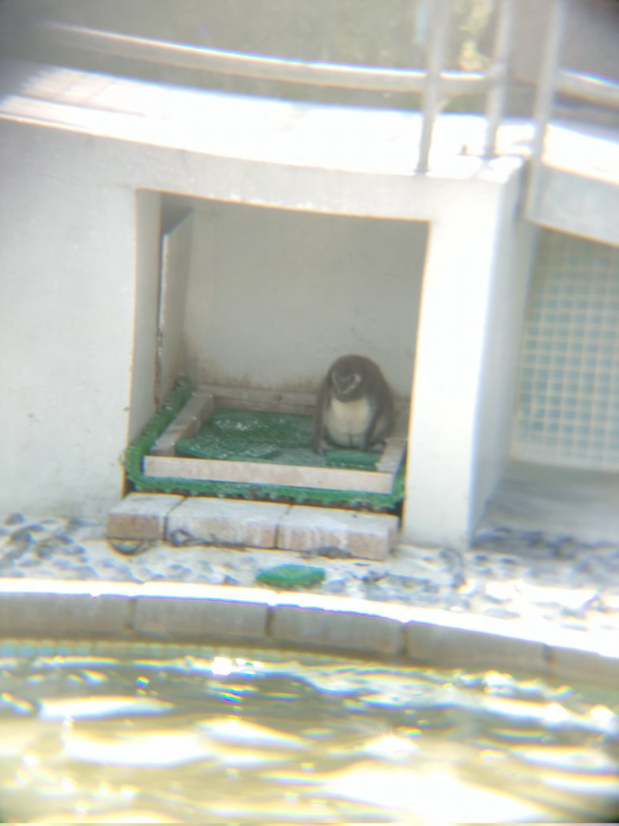 ほっけ可愛いよほっけ。
#池田動物園
#マゼランペンギン
2ヶ月くらいで親と同じくらいの大きさになるとかなんとか。