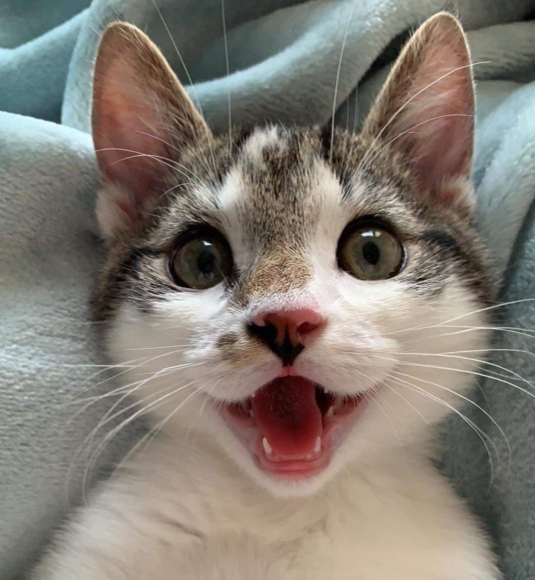 No Cats No Life tweet media