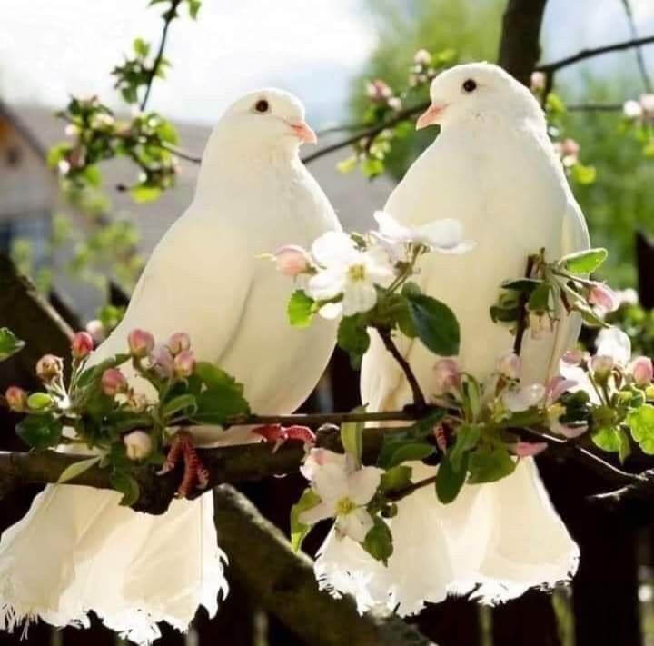 gattostuff's tweet photo. 💒່ 𓂃 ₊rekomendasi hampers pernikahan 💍 ✦ ࣪ ♡
gift pernikahan, kado pernikahan untuk sahabat 

❥˚₊𖢷 bener-bener rekomended udah aku search berdasarkan harga, kualitas dan rate 
 >>>> budget start from under 150k - under 300k <<<<  

𓏲 ˖.beneran mewah ga keliatan murahan https://t.co/JiTs5B4DRK