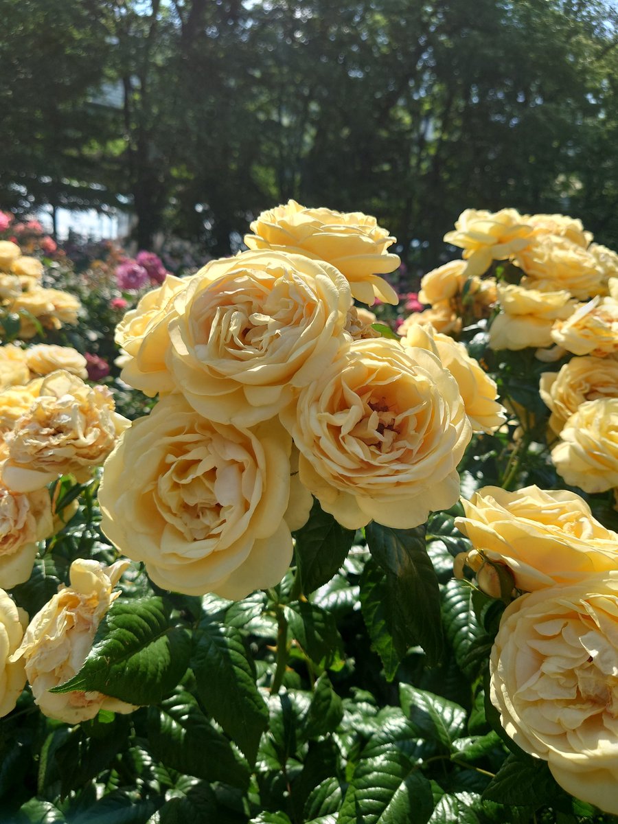 昨日は与野公園へバラ🌹を見に🚗³₃
だいぶ、出おくたかな…でもキレイ🌹