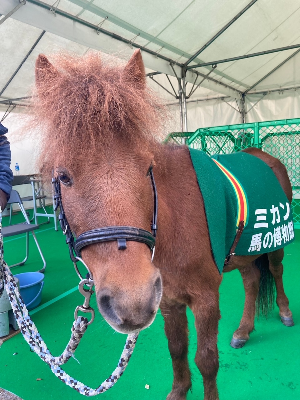 黄色の花梨.馬の手が届くと思います。マホガニーの置物ができます NHKせかほし手仕事スペシャル 三浦春馬JUJU 世界はほしいモノに