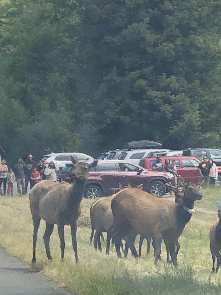 Elk before Klamath on our way to Corvallis Oregon. #elk, #memorialdayweekend