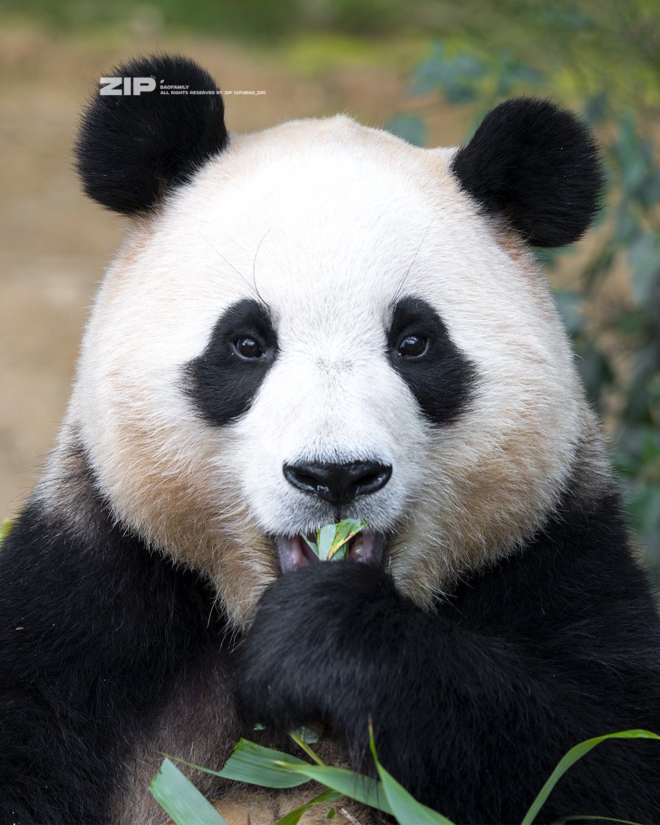 진짜 마음이 무너져
푸바오 글로벌 서명 함께 해주세요🙏
chng.it/DhNHRfvGNG

#SaveFubao