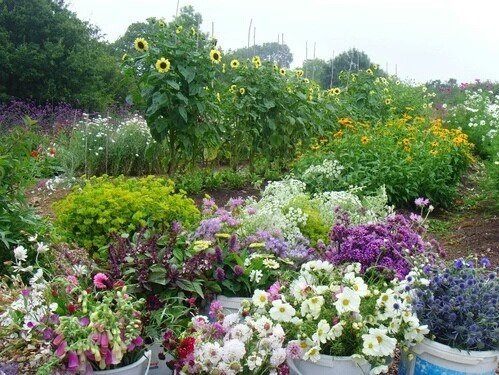 softdeIicacy's tweet image. private garden.