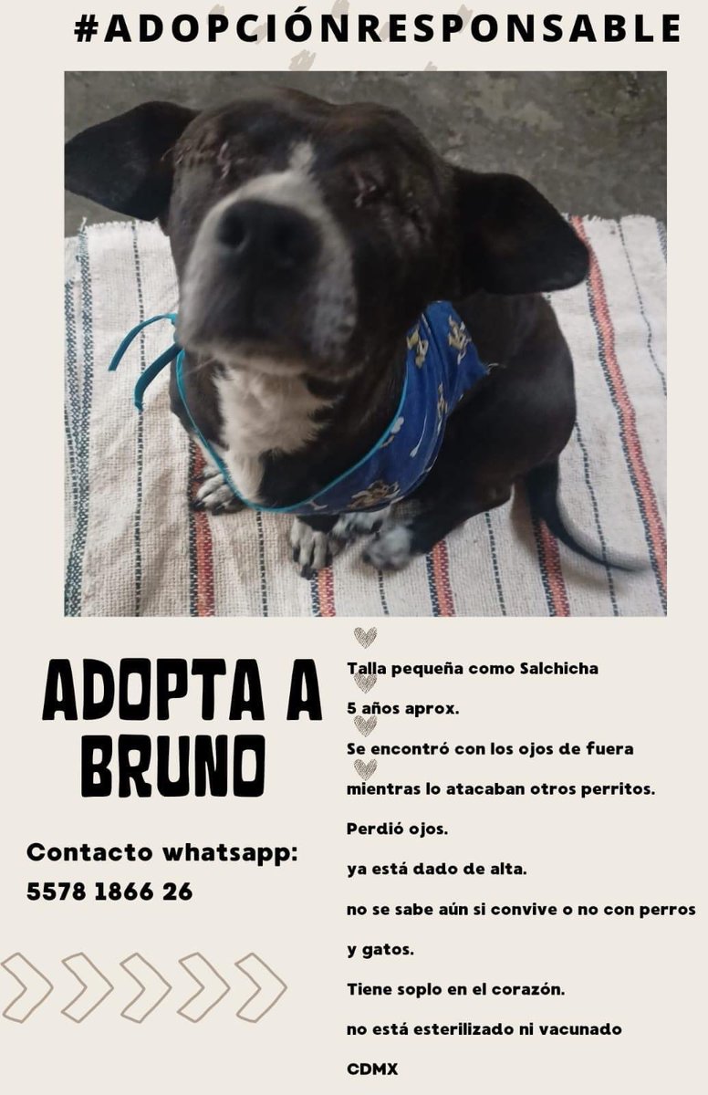 Amigos nos piden ayuda para compartir a este pequeño llamado Bruno 💜 No tiene ojitos así que sería una adopción especial 💫 Si les interesa darle un hogar y llenarlo de amor,comuníquense al teléfono de contacto que viene en el cartel. Gracias 🐶 CDMX