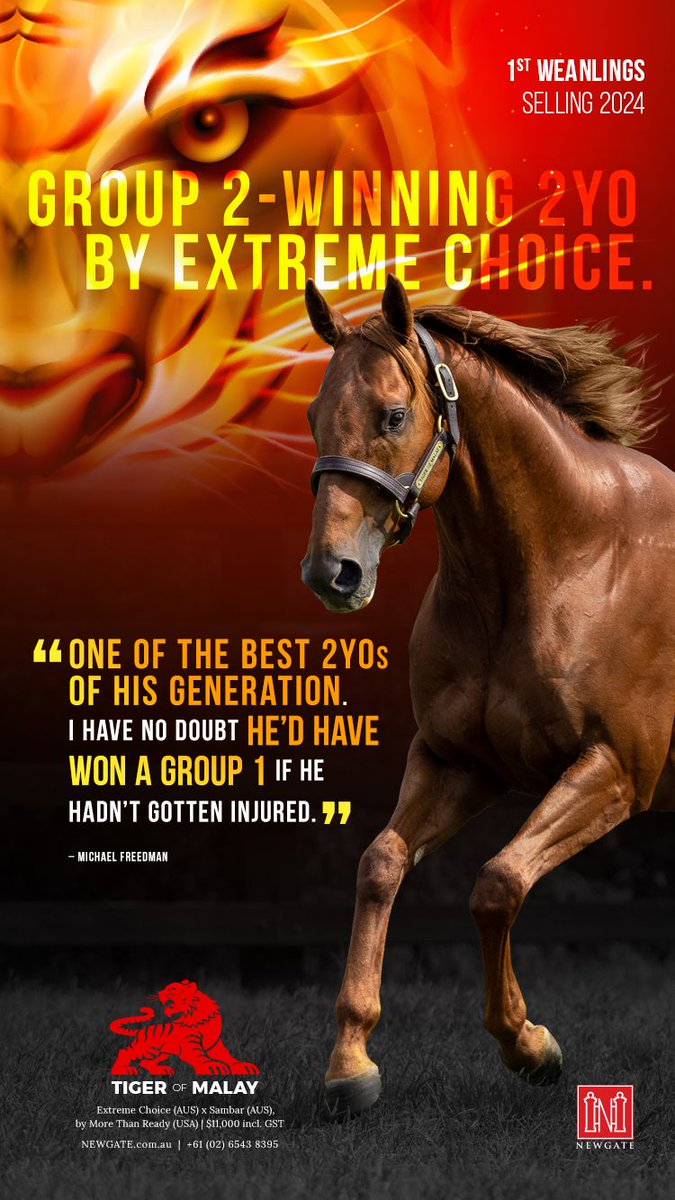 Group 2-winning 2YO by Extreme Choice 🔴 TIGER OF MALAY 🔴 “One of the best 2YOs of his generation. I have no doubt he’d have won a Group 1 if he hadn’t gotten injured.” - @MFreedmanRacing 1st weanlings selling 2024 🐎 ➡️ @NewgateFarm ➡️ newgate.com.au/horse/tiger-of…