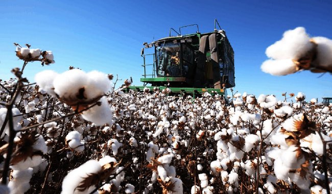 Cotton prices increased by almost 10%, currently steadied at $80.35. On weather report indicating heavy rains in the South Asia Delta and flooding in Brazil. #ETF #ETC $COTN