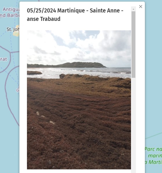 May. 25th 2024 #Martinique Sainte Anne Forecast, News & Official Map here--> sargassummonitoring.com #sargassum #sargasso #sargazo #sargasse #sargassummonitoring #SurveillancedesSargasses #MonitoreodeSargazo #Caraibes #Caribbean #Caribe #CitizenScience #sargassumseaweedupdates