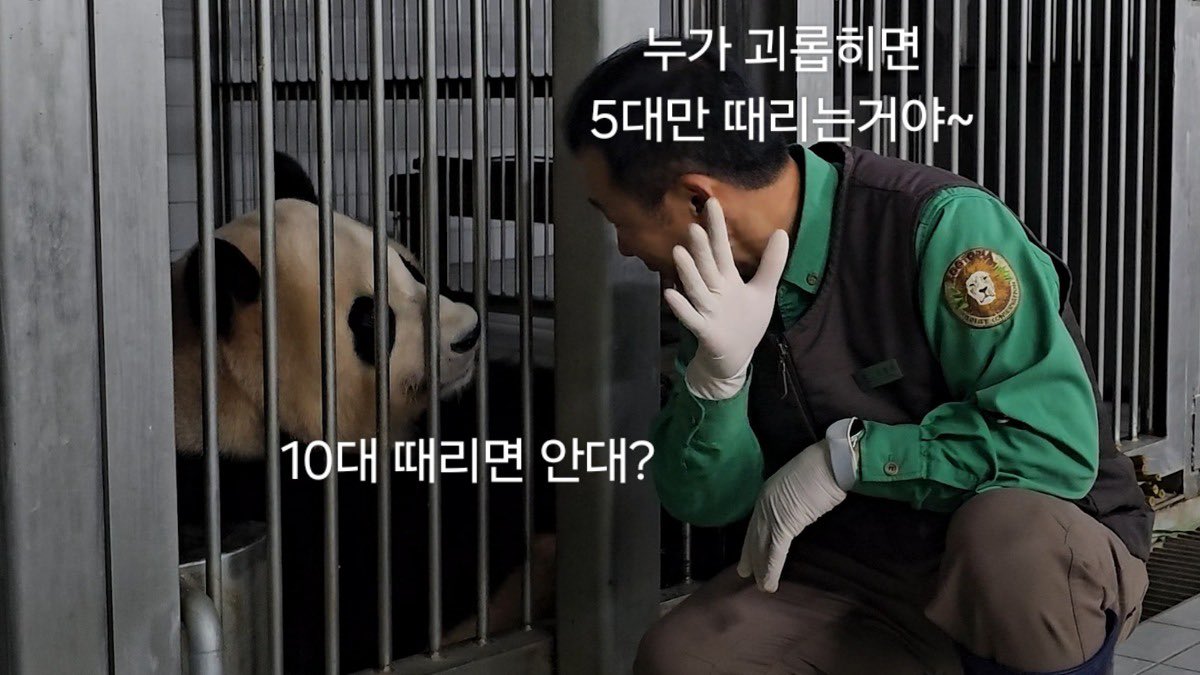 jjangbaoya's tweet photo. #SaveFuBao #푸바오 #FuBao #福宝 https://t.co/uLmhHQZsfR