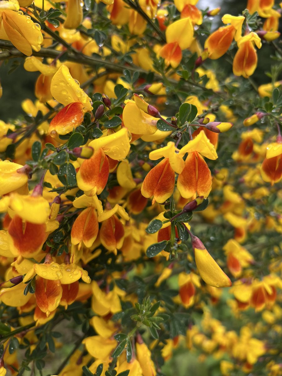 I have to share, all along the side of the highway are these bright yellow flowers, I thought maybe goldenrod? My eyes couldn’t focus enough in them to tell. So I pulled over and learned they are Scotch Broom! They may not be good but they sure are pretty!