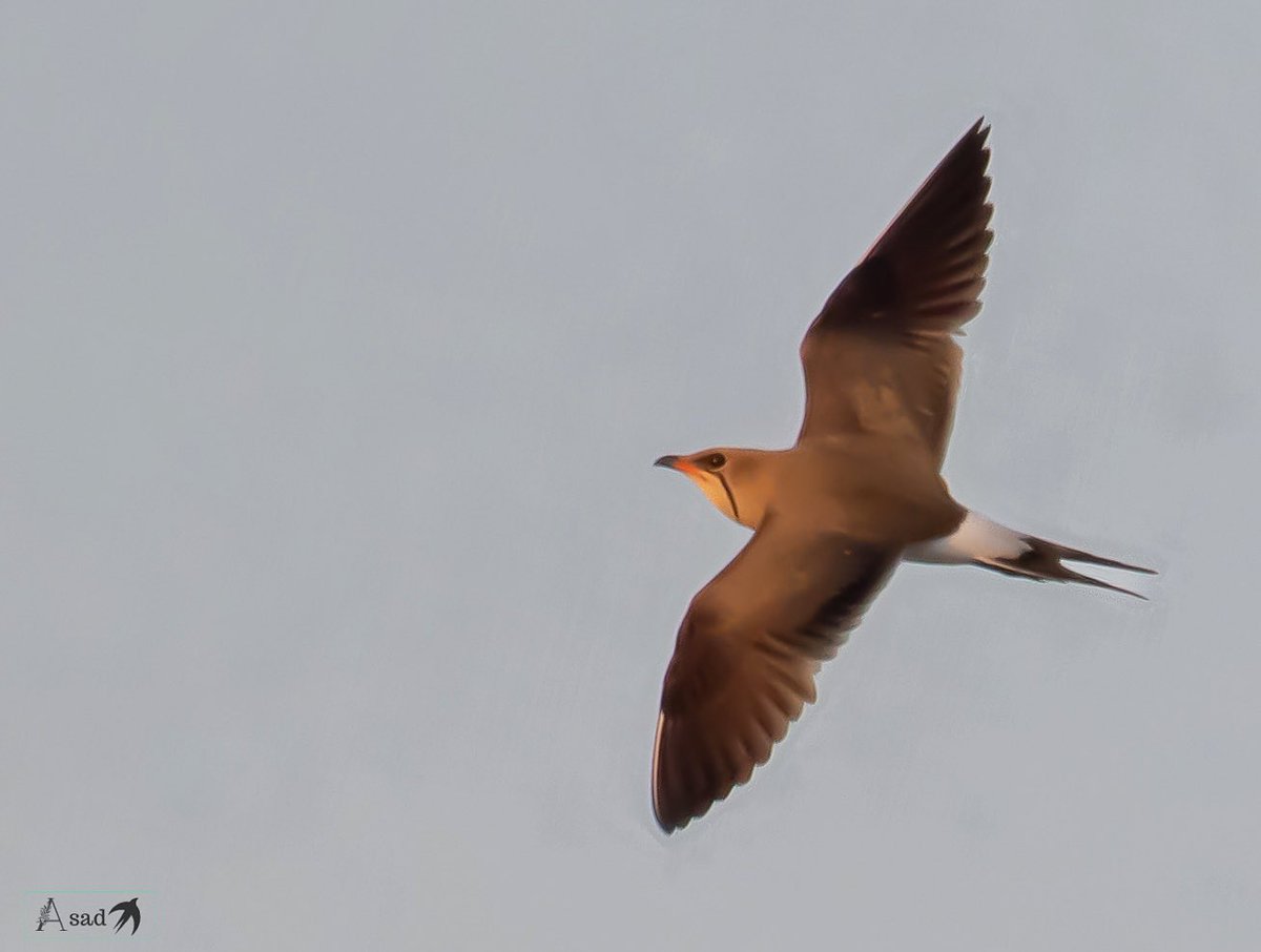 I mistook it for a swallow as it showed swift maneuvers in air hunting insects while flying. Collared pratincole, I’m yet to get a ground shot of it. #IndiAves #birdsseenin2024 #birdphotography