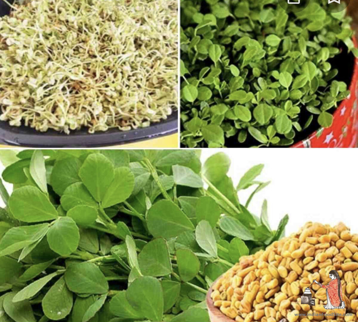 Get Fenugreek Seeds for Planting and grow your garden in your kitchen. You will be able to turn your kitchen or garden into everlasting food supply. The package Includes seeds, harvesting instructions and gives you many ideas. amzn.to/3U4TvwU?utm_so…