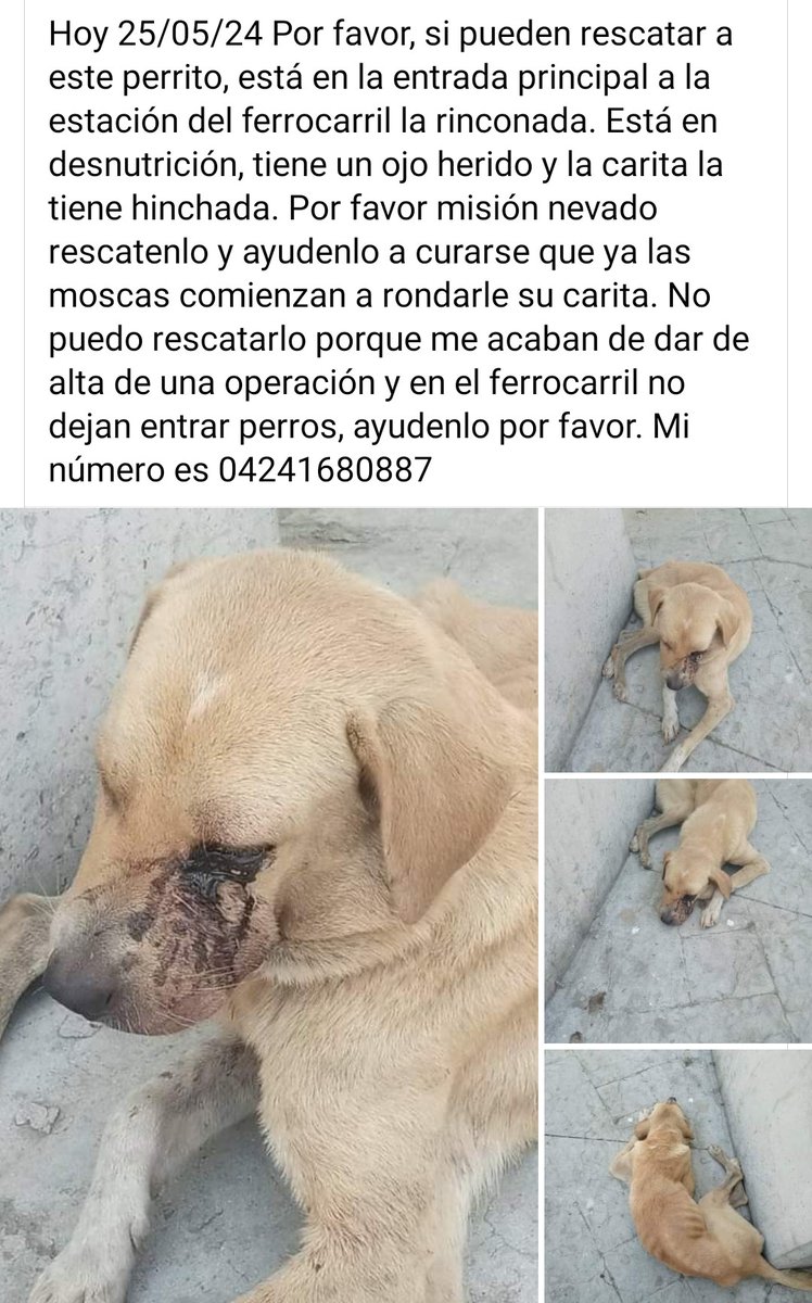 PerroUsuario's tweet photo. Necesita AYUDAAAAA URGENTE,  entrada principal a la estación del ferrocarril La Rinconada. Por favor AYUDA @SomosNevado https://t.co/taIGR5rp3i