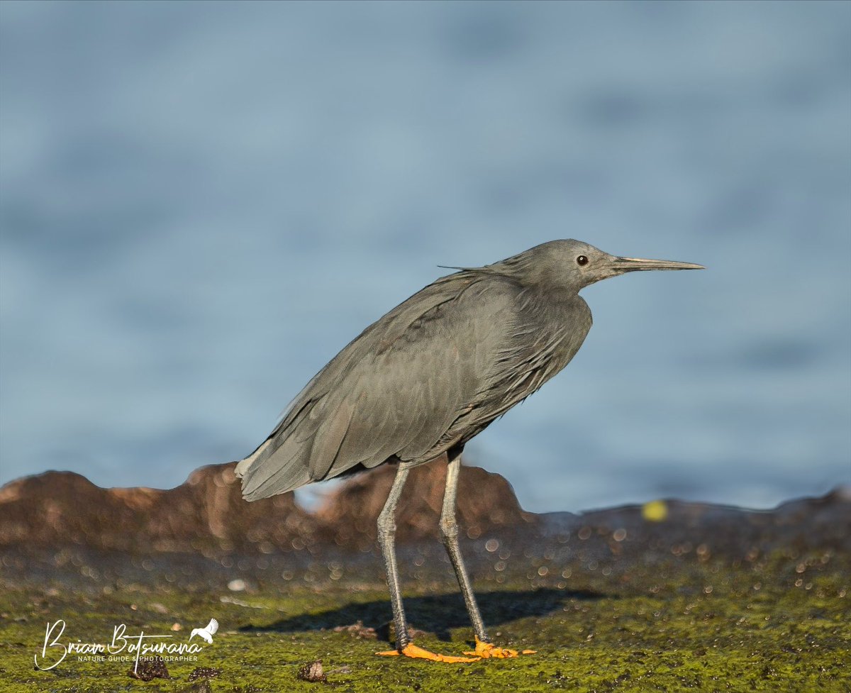 || PHOTOGENIC ||

“Black shines bright” and this photogenic Black Heron || Egretta ardesiaca || gave no doubt about the slang. 

📍Lutembe Wetland

#birds #birdsofuganda #IamFGASA #natureguide @exploreuganda @cornellbirds @BirdLife_News  @NatGeoPhotos #visituganda