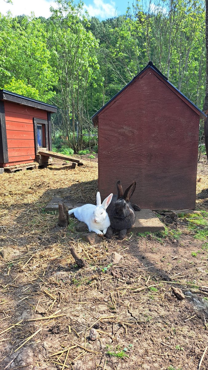 Noahpinion's tweet photo. Another advantage of big rabbits is that you can let them roam around outside safely in many places. (Normal-sized rabbits are in danger of getting attacked by birds.) https://t.co/2ZKfDMyJHS