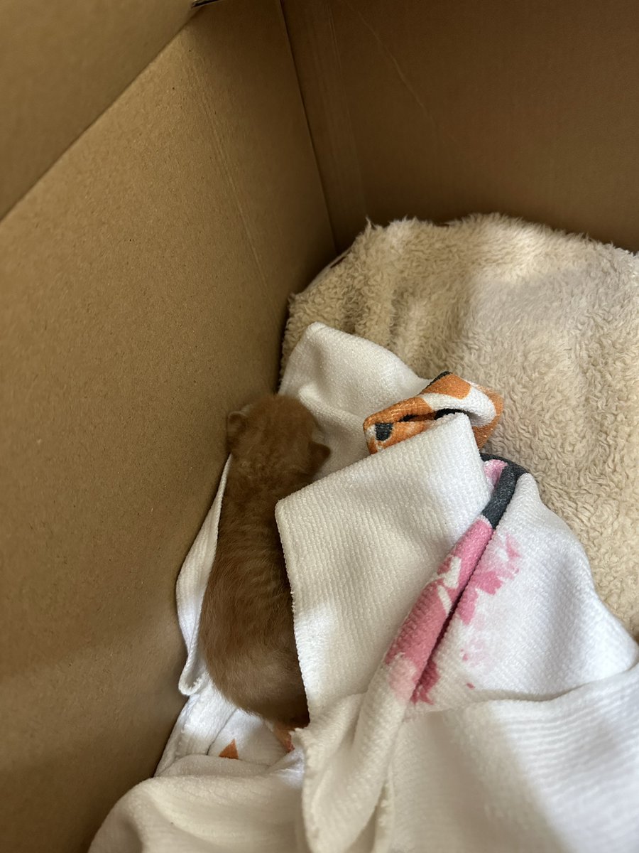 anaiswuuuu's tweet photo. 沒想到會因為這個打開推特
有聽說最近中途可能都滿編🥹還是希望能有人接手，畢竟我們真的很菜

#台中水湳 奶貓徵可接手中途

奶貓來源請看留言，希望可以找到中部地區的奶媽！以有奶貓經驗為佳！ https://t.co/O6bflOWBuL