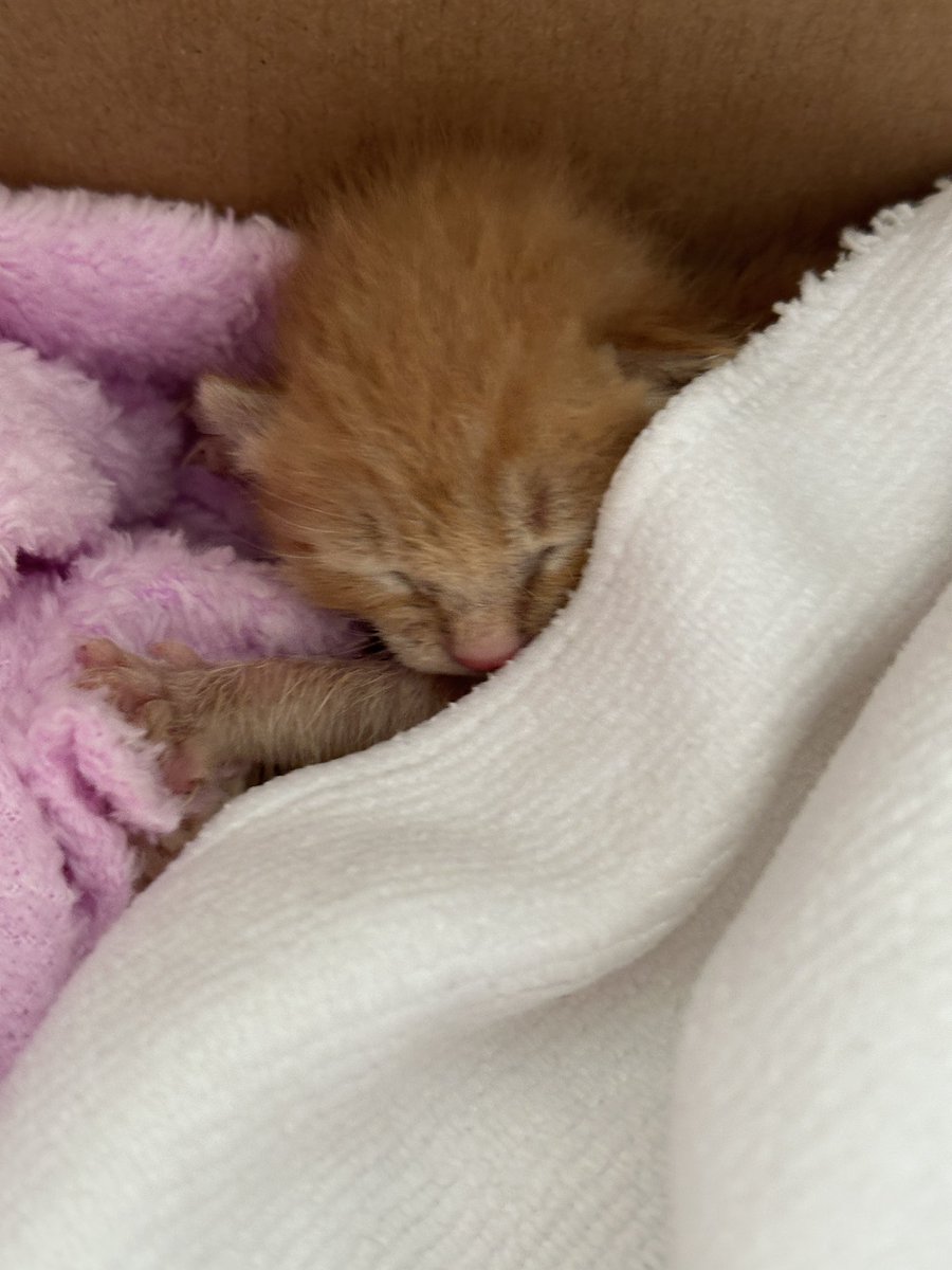 沒想到會因為這個打開推特
有聽說最近中途可能都滿編🥹還是希望能有人接手，畢竟我們真的很菜

#台中水湳 奶貓徵可接手中途

奶貓來源請看留言，希望可以找到中部地區的奶媽！以有奶貓經驗為佳！