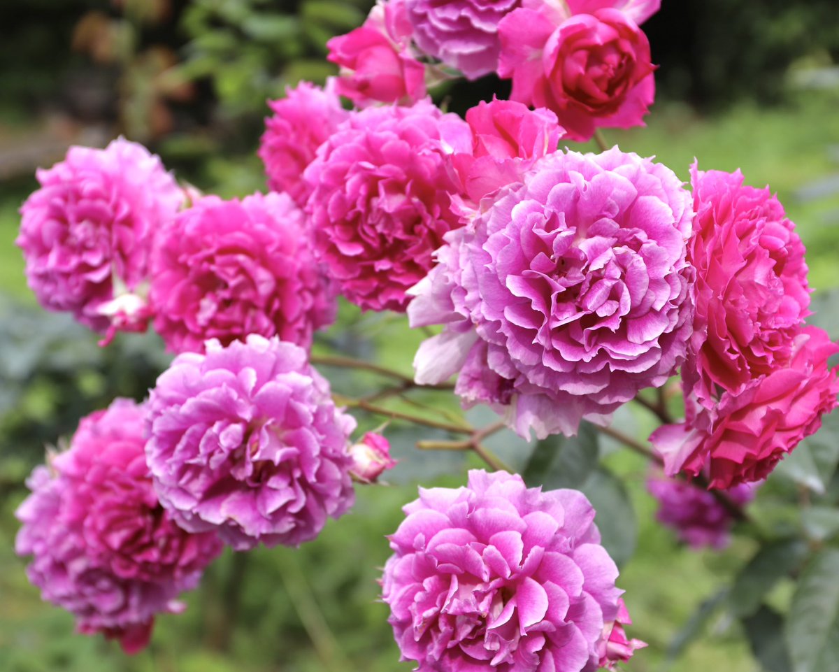 バラ🌹シェエラザード🌹日本 紫がかった濃いピンクの中輪花、美しい！ 先端に刻みの入った花弁が重なり個性的な花色、花形。名はアラビアンナイトの物語を千夜にわたり王に語る大臣の娘の名から #バラ #島和太郎 #オフィスアーツ #花 #flowers #スイーツ #CM #タレント #モデル #植物園 #サラリーマン