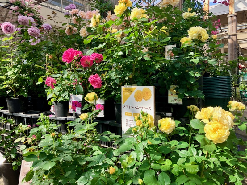 ガーデンセンター瑞穂店】 開花バラ苗続々入荷中！ ＃京成バラ園芸 の