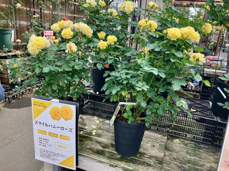 ガーデンセンター瑞穂店】 開花バラ苗続々入荷中！ ＃京成バラ園芸 の