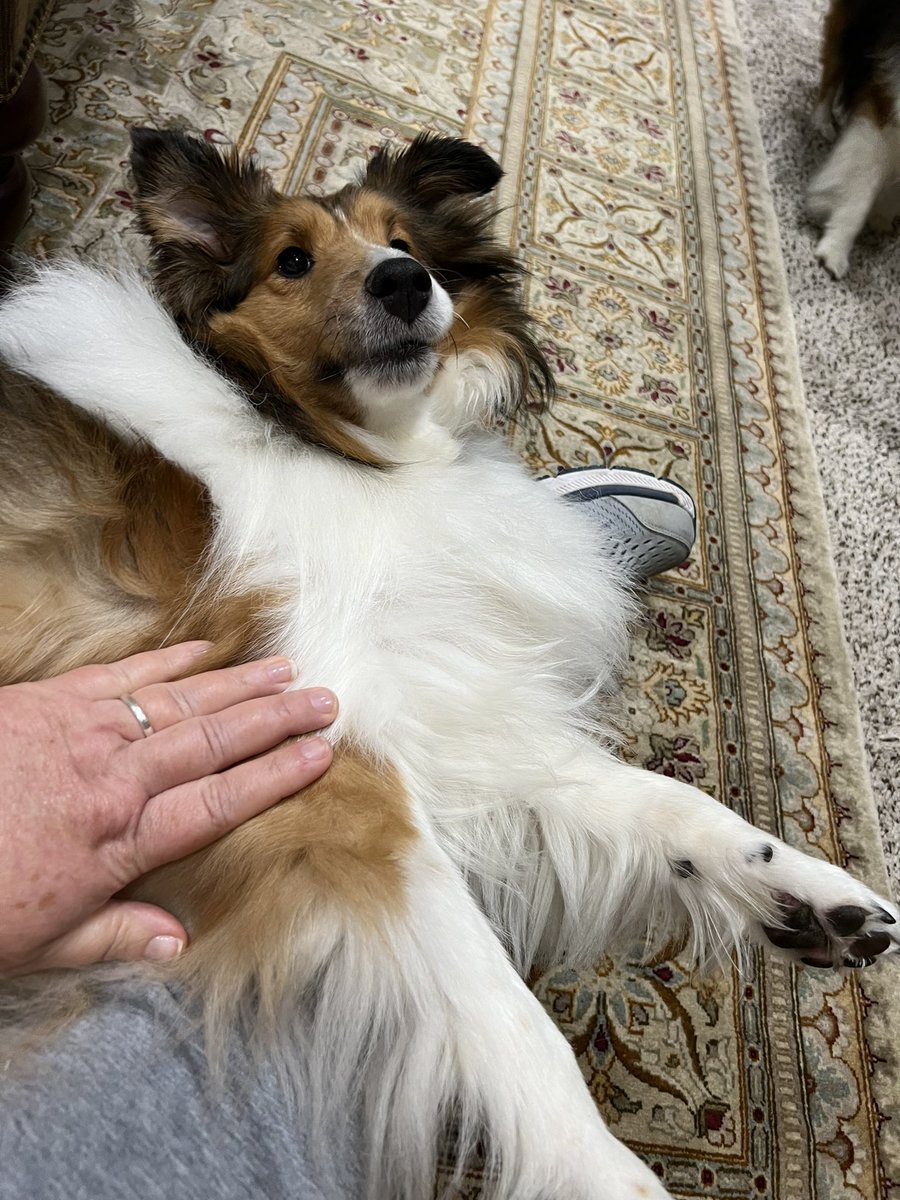 Can’t believe Mom waited so long to try the grinder type nail thingy. We used it today first time, wow! Worked spectacularly 🎉 both Murphy & Sophie preferred it to the clippers. Used it Murray’s little hard corn on paw instead of a file, so easy! Score #SheltieFootFetish