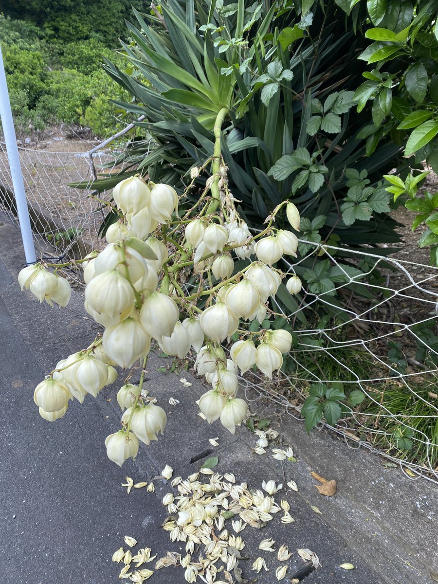 Does anyone know what kind of flowers these are. It almost looks like orchids. I am in japan right now if that helps