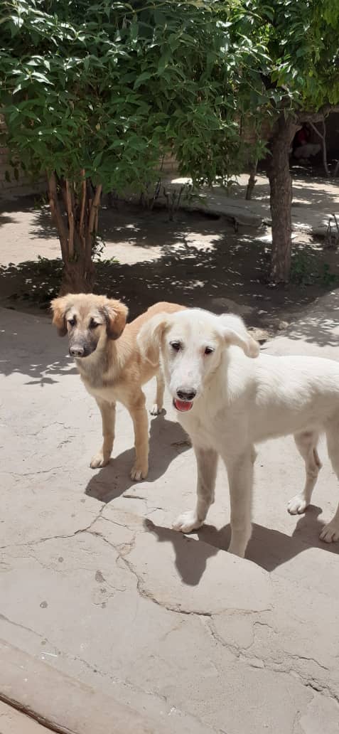 KSARshelter's tweet photo. #matchme 
#facesofKSAR
#HumanChainForKSAR 

Signing off! Thank you all for your efforts today - slowly but surely we are chipping away at the extra $$ we need to raise for the airlift. Tomorrow is one day closer to our June 2nd ✈️.

Love from two grateful 🇺🇸 bound pups, Gail and Finch!

https://t.co/9Nl9ZwvhNG