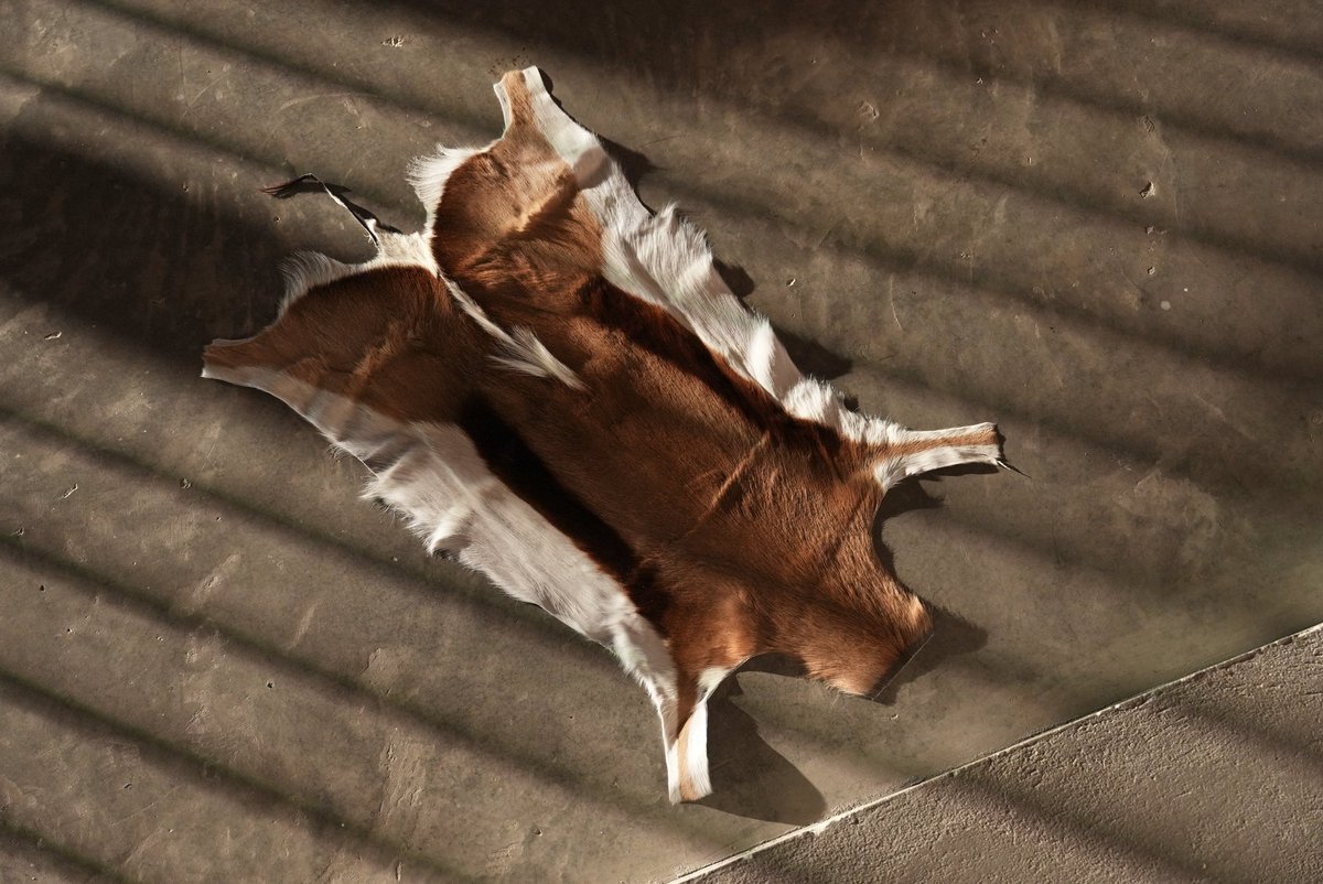 akamah_official's tweet image. #springbuck
#غزال