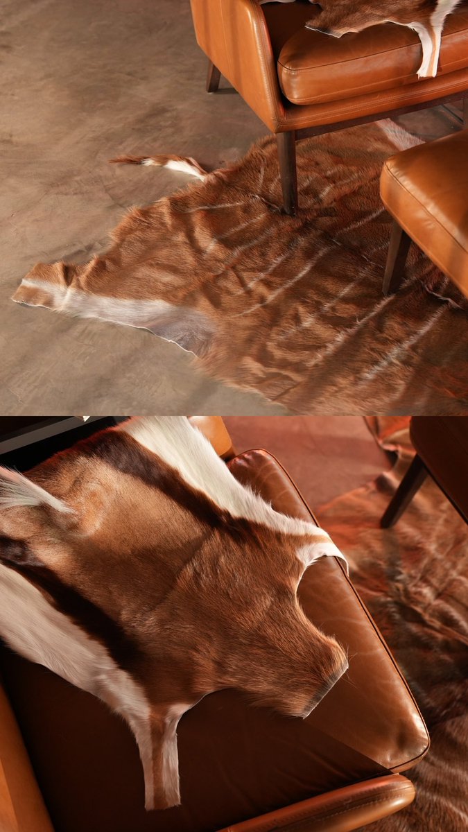 akamah_official's tweet image. #springbuck
#غزال