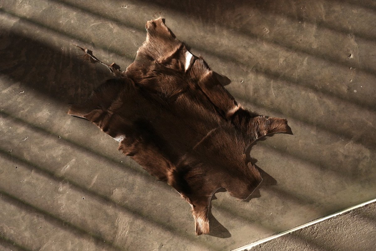 akamah_official's tweet image. #black
#springbuck
 #غزال