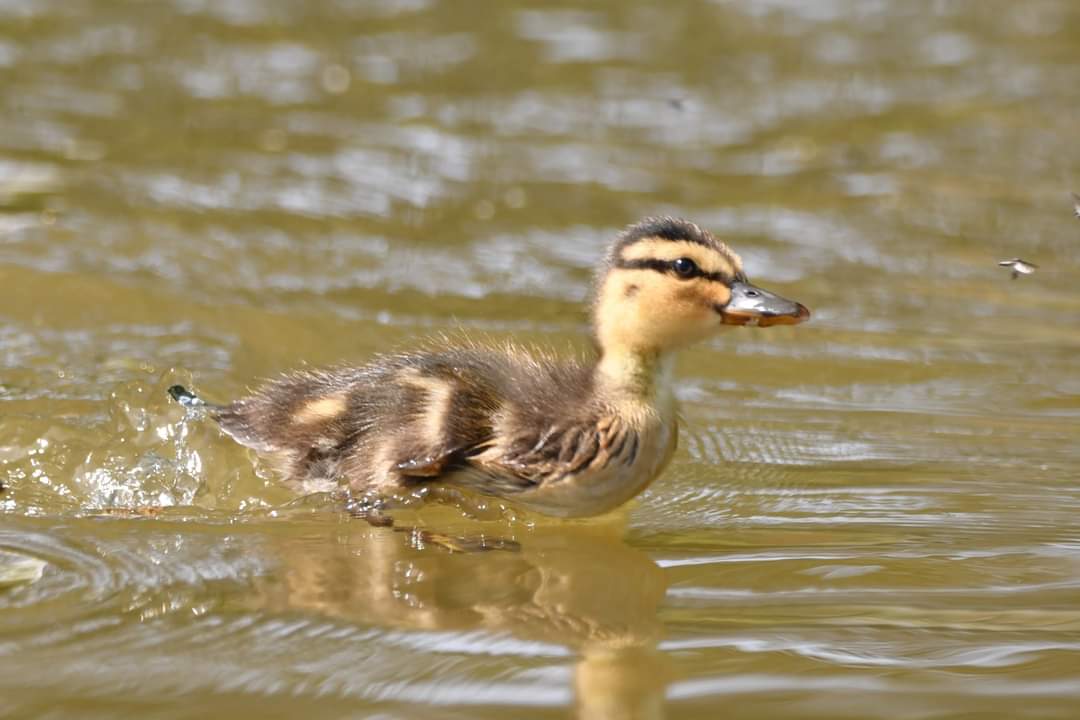 Mallard duckling Bude Cornwall 〓〓 #wildlife #nature #lovebude #bude #Cornwall #Kernow #wildlifephotography #birdwatching #BirdsOfTwitter #TwitterNatureCommunity #Mallard #Duckling