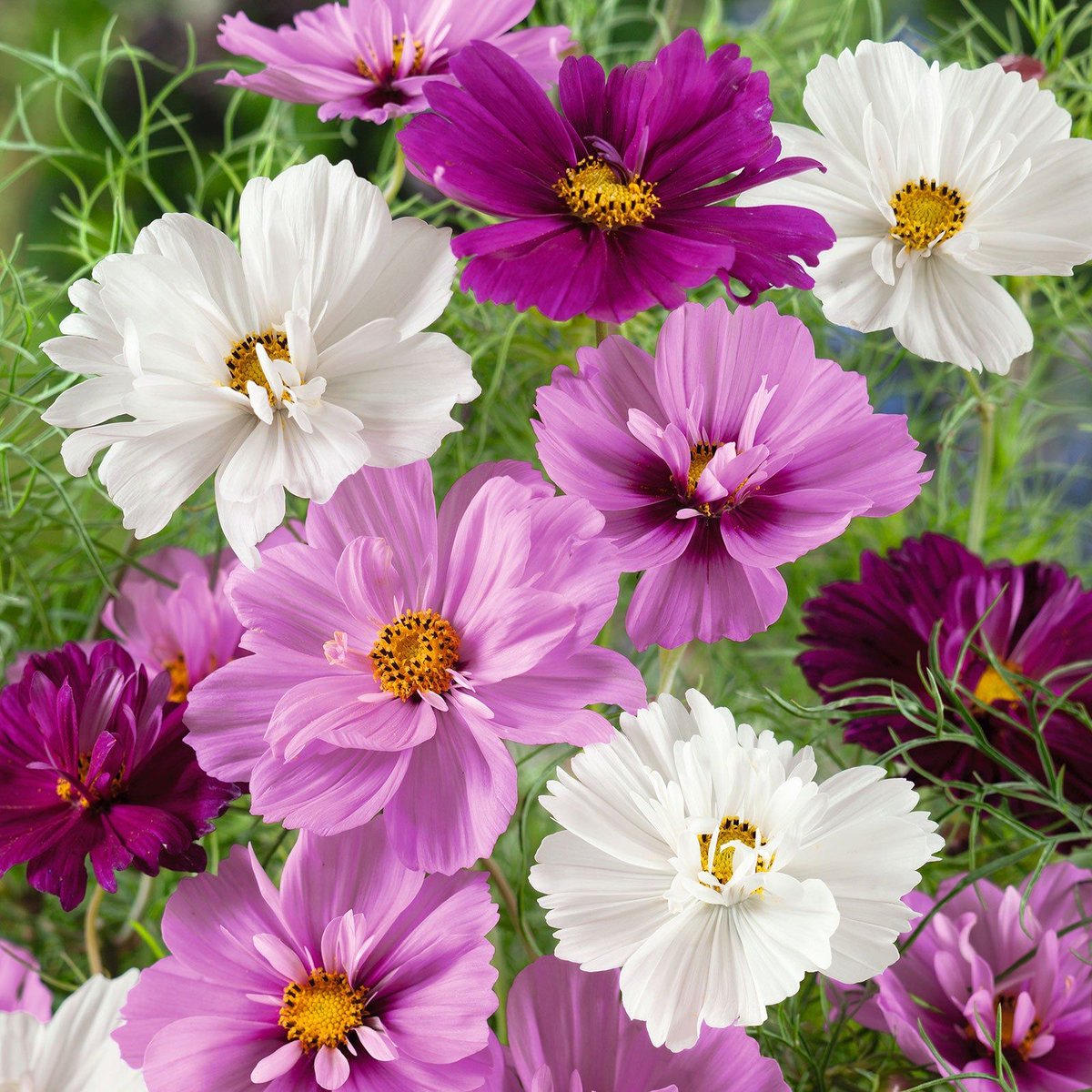 Cosmos Psyche Mix flowers for you this morn ❤️ Have an enchanting Sunday 😄