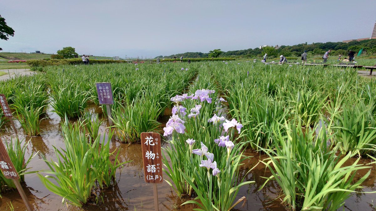 小岩菖蒲園〜🚴💨まだまだこれからだね　咲いてるのは綺麗だね😊👍