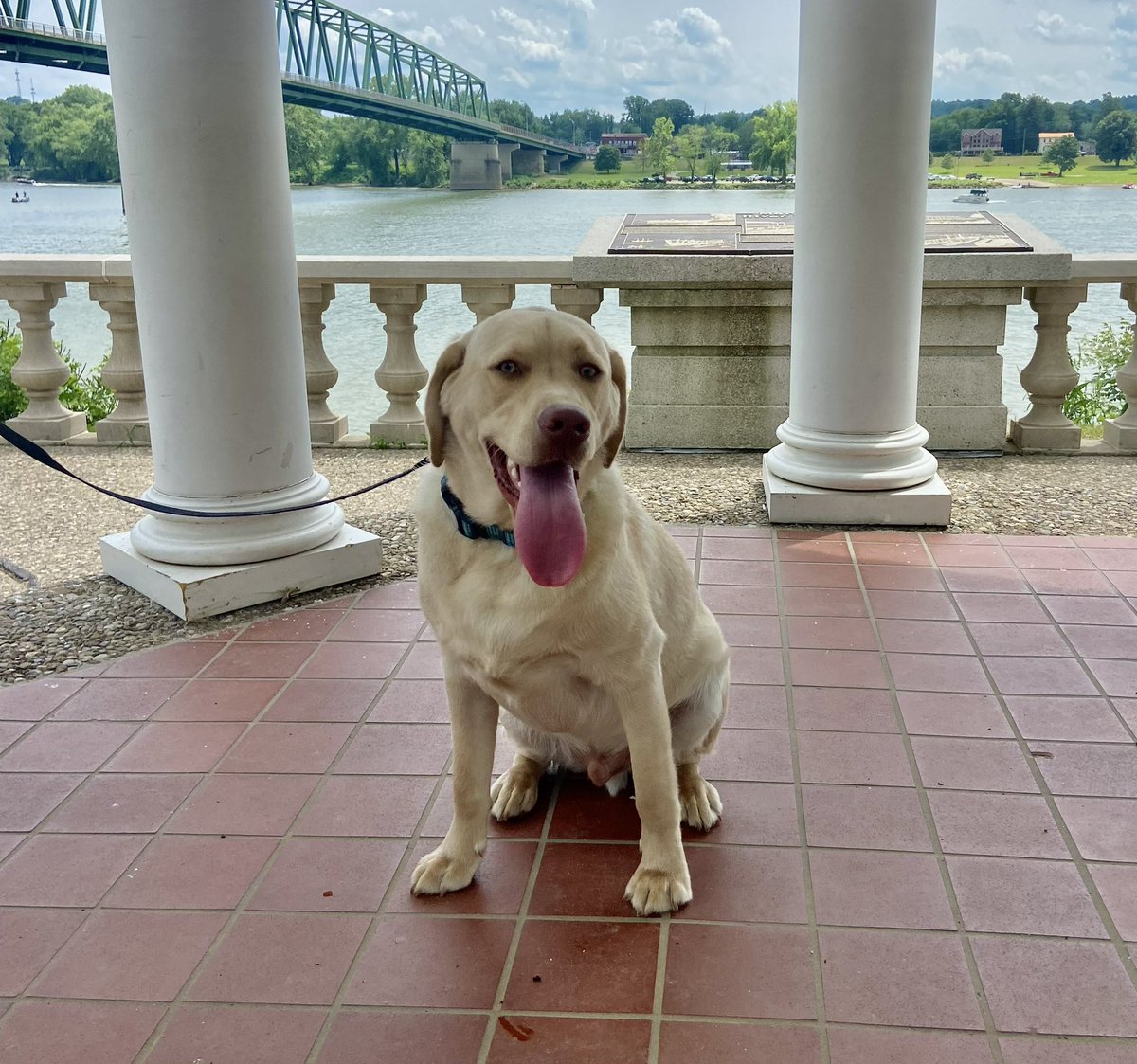 Got some fresh air today on the river trail with @dfarrah426 & Miles. I held Miles’ leash as I was being pushed in my wheelchair for a while & Miles did great. We treated ourselves to frozen custard after & Miles had his 1st pup cup. #colorectalcancer #yellowlab #stageIVneedsmore