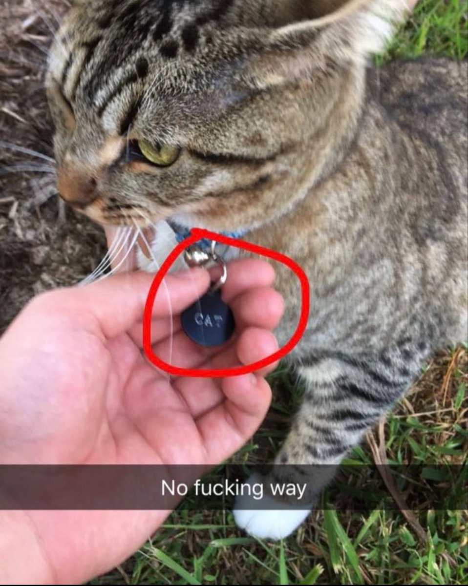DontShowYourCat's tweet photo. https://t.co/oJtuo5VpTP