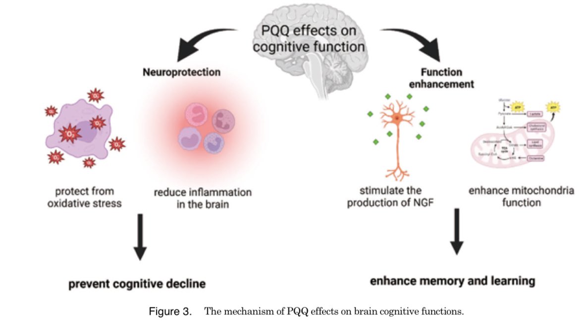 Effects of #PQQ on #brain function & physiological processes

jstage.jst.go.jp/article/jmi/71…

@_atanas_ @_INPST @ScienceCommuni2 @DHPSP @mindyourbr @AskDrShashank @HeidiHmoretti @LifeExtension @JH_Memory_Aging @JHGeriatrics @NaturalsIndigo @NutraUSA @NutraAsia @NutraEurope @Amen_Clinics