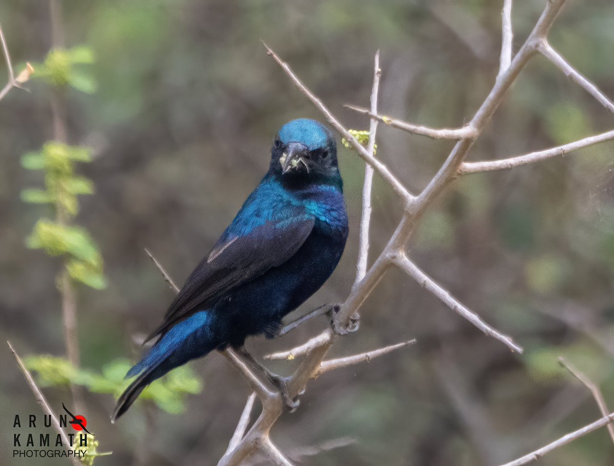 Here is a Purple Sunbird with a spider catch for #sunbirdsunday. #indiaves #TwitterNatureCommunity #BirdsOfTwitter